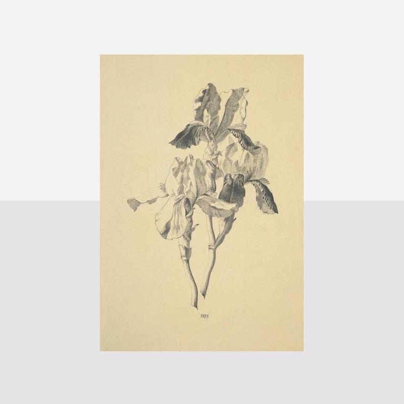 794x794 original antique botanical drawing swiss botanical drawing etsy - Swiss Drawing