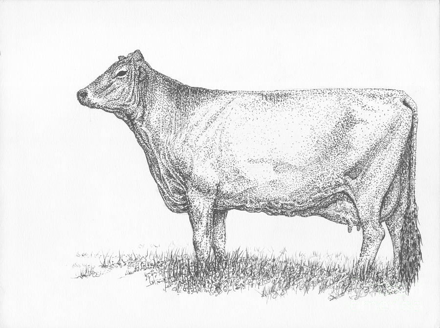 900x671 brown swiss dairy cow drawing - Swiss Drawing