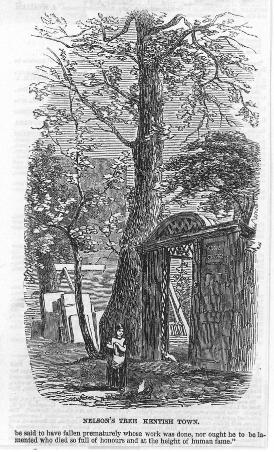 547x900 Horatio Lord Nelson Sycamore Tree Drawing - Sycamore Tree Drawing