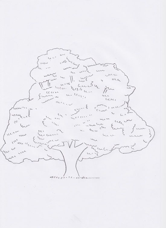 550x757 How To Draw A Sycamore Tree Step - Sycamore Tree Drawing