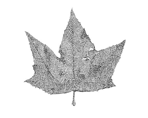 570x456 Leaf Line Drawing Botanical Illustration Sycamore Tree Art Etsy - Sycamore Tree Drawing
