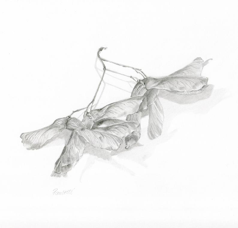 794x761 Original Tree Art Sycamore Seeds Original Pencil Drawing Etsy - Sycamore Tree Drawing