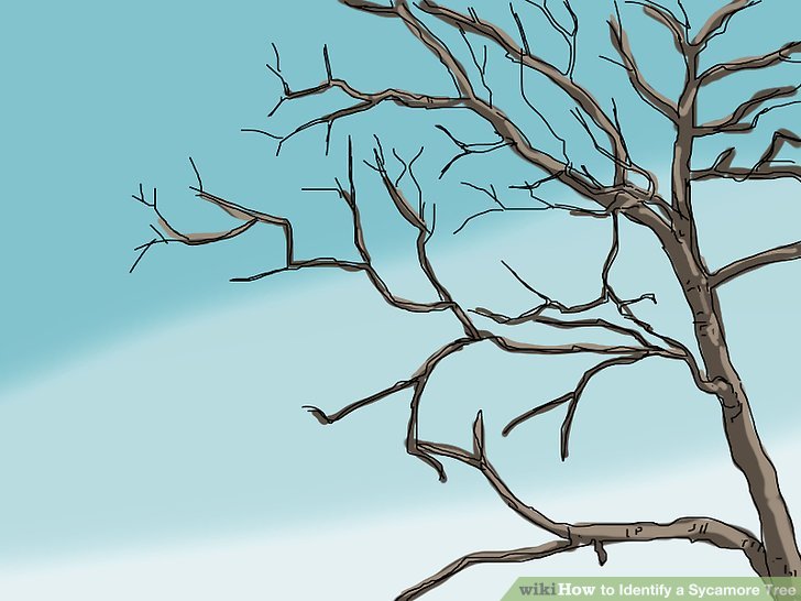 728x546 Ways To Identify A Sycamore Tree - Sycamore Tree Drawing