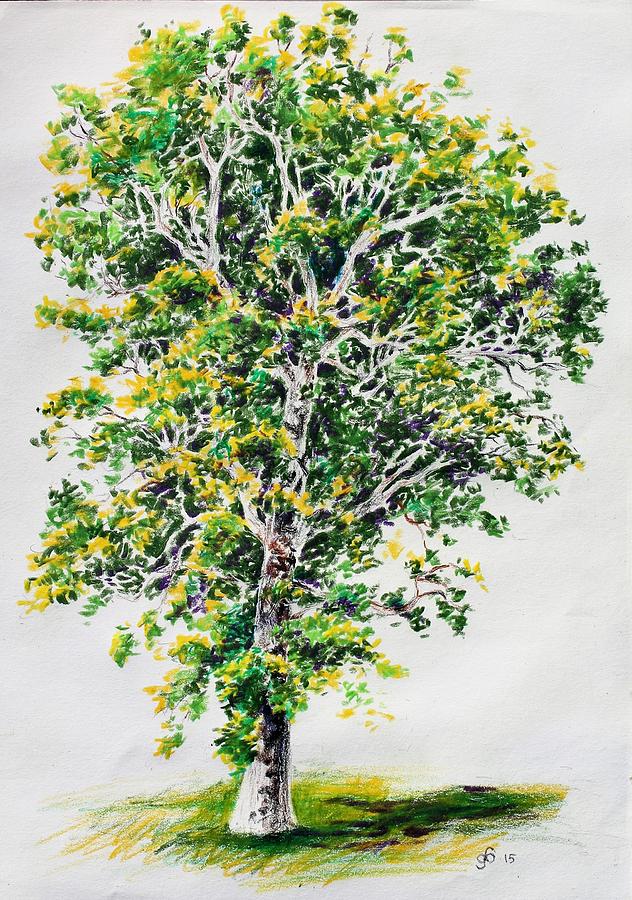 Sycamore Tree Drawing at Explore collection of