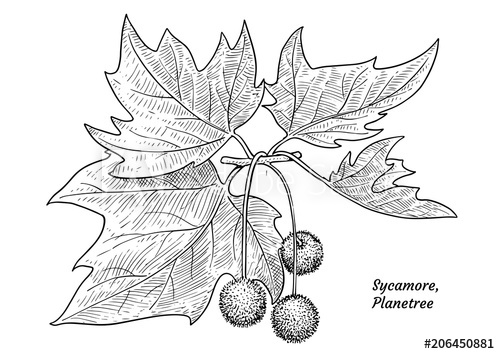 500x354 Sycamore, Plane Tree Illustration, Drawing, Engraving, Ink, Line - Sycamore Tree Drawing