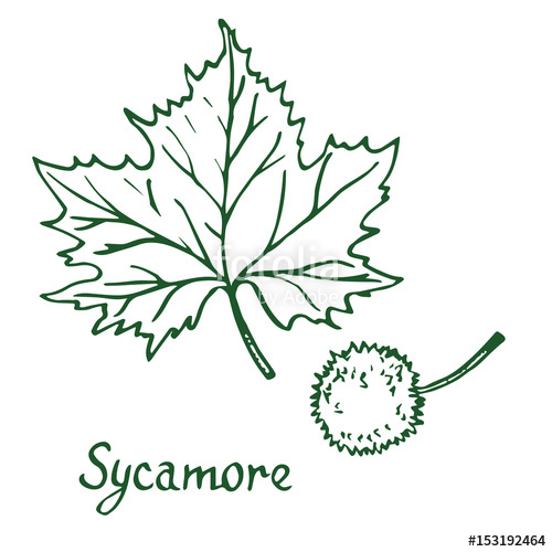 500x500 Sycamore - Sycamore Tree Drawing