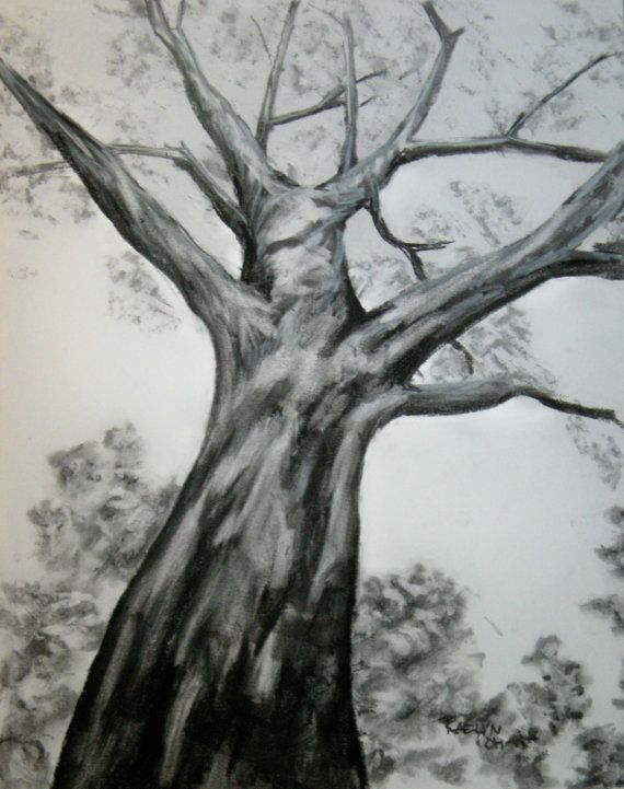 570x721 Sycamore Original Charcoal Drawing Free U S Shipping Raelyn - Sycamore Tree Drawing
