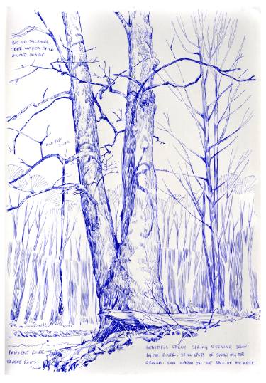 375x538 Sycamore Drawing - Sycamore Tree Drawing