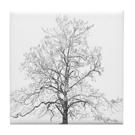 460x460 Sycamore Tree Coasters - Sycamore Tree Drawing