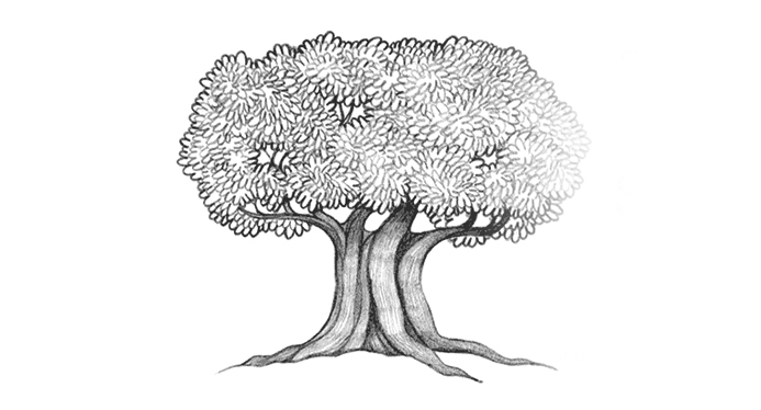 693x374 The View From The Sycamore Tree Umatuna Si Yu'os - Sycamore Tree Drawing