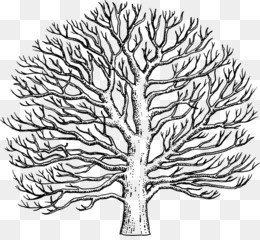 260x240 American Sycamore Png And American Sycamore Transparent Clipart - Sycamore Tree Drawing