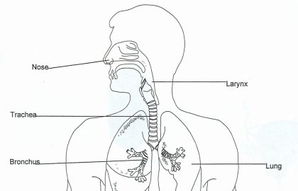 420x270 Draw And Label The Human Respiratory System - System Drawing