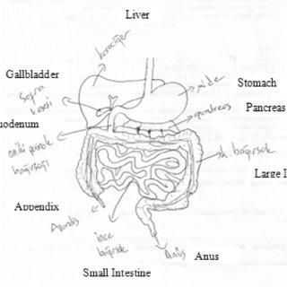 320x320 an example of a digestive system drawing - System Drawing