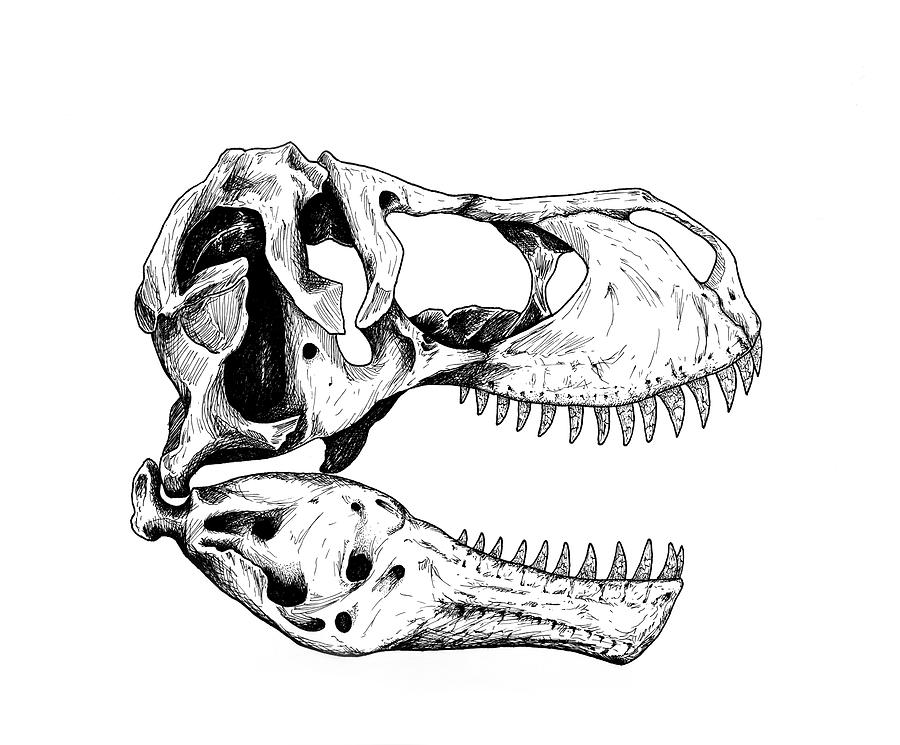 900x745 Tyrannosaurus Rex Skull Drawing - T Rex Drawing. 