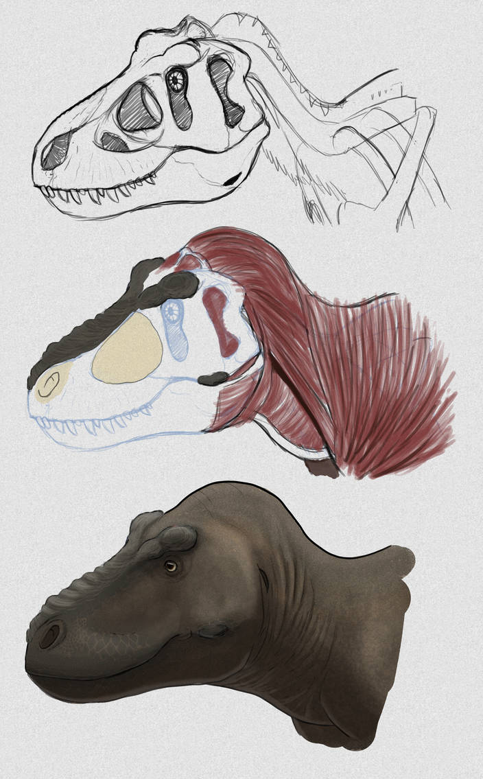 704x1135 Paleo Art T Rex Head Study - T Rex Head Drawing