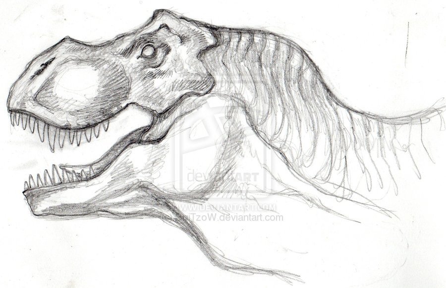 900x582 T Rex Sketches - T Rex Head Drawing