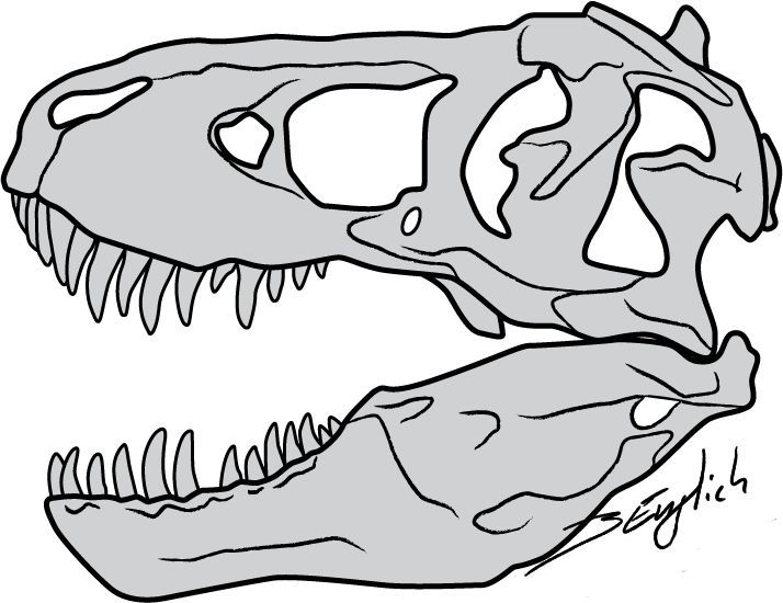 714x550 T Rex Skull Drawing - T Rex Head Drawing