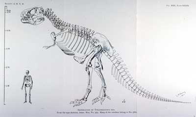 400x239 celebrating years of tyrannosaurus rex - T Rex Skeleton Drawing
