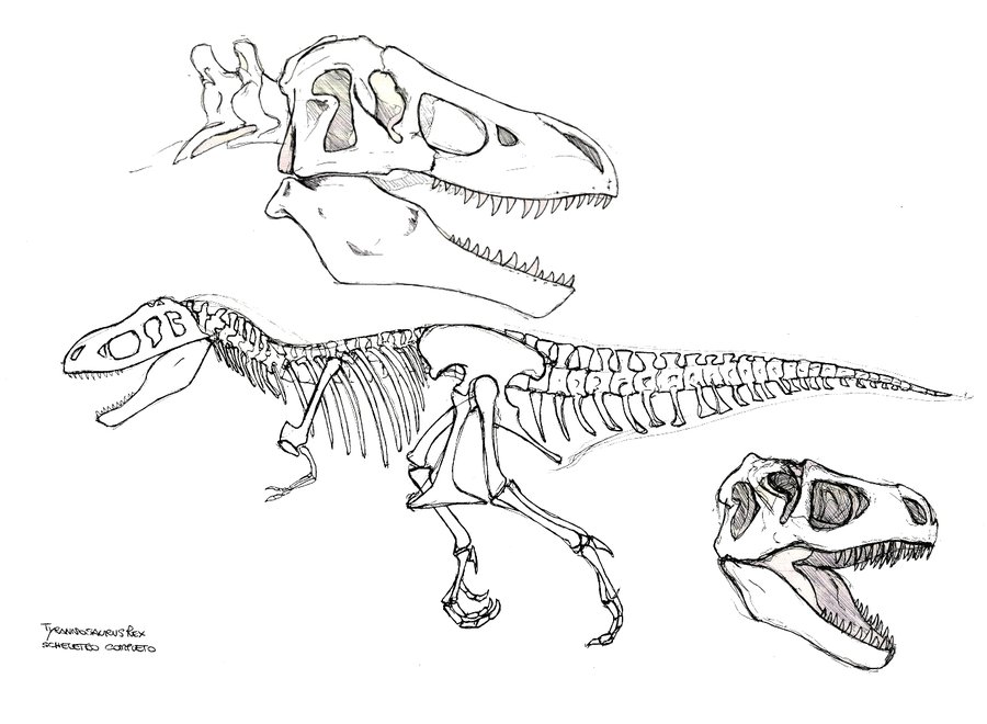 Скелет динозавра рисунок