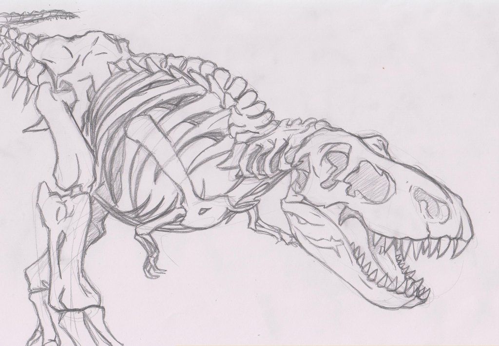 1024x710 T Rex Skeleton Drawing Hd Wallpapers On Art - T Rex Skeleton Drawing
