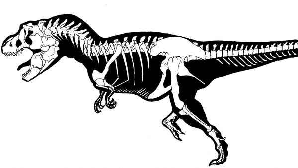 600x339 T Rex Skeleton - T Rex Skeleton Drawing