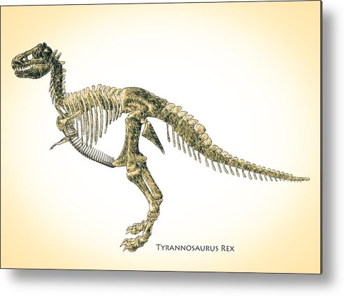 493x425 tyrannosaurus rex skeleton metal print - T Rex Skeleton Drawing