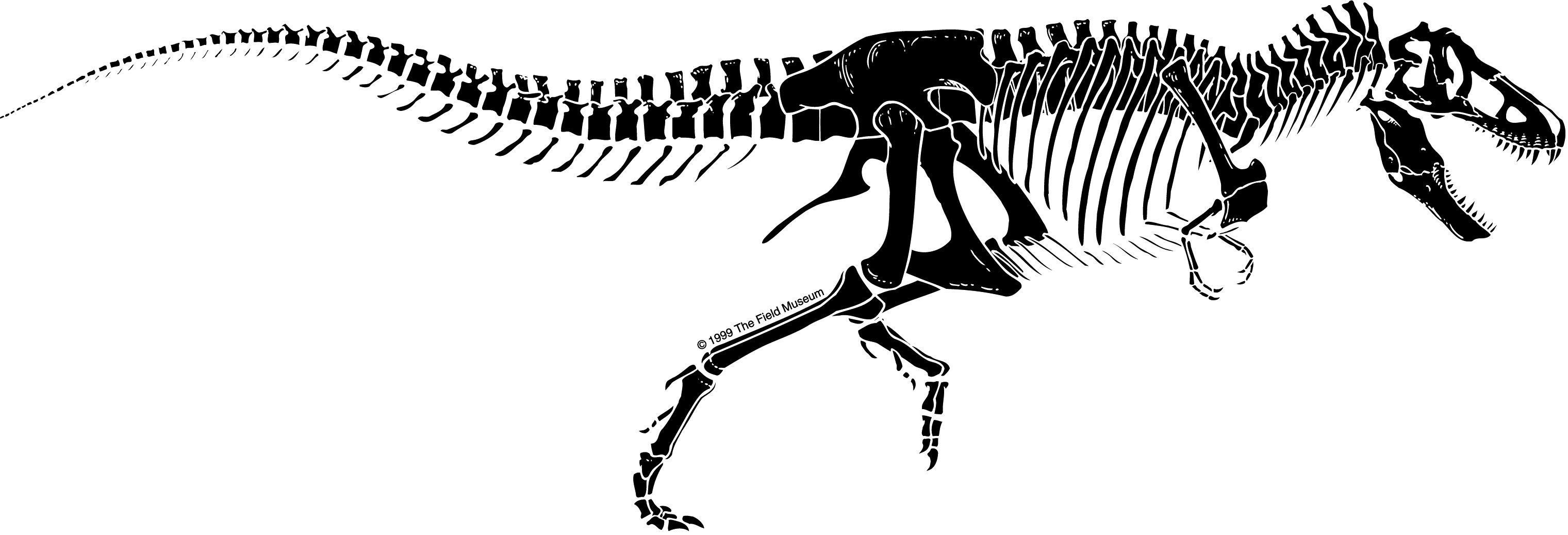 3041x1037 trex outline - T Rex Skeleton Drawing