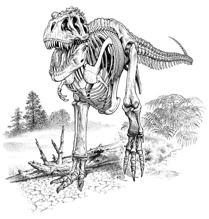 T Rex Skeleton Drawing at Explore collection of T
