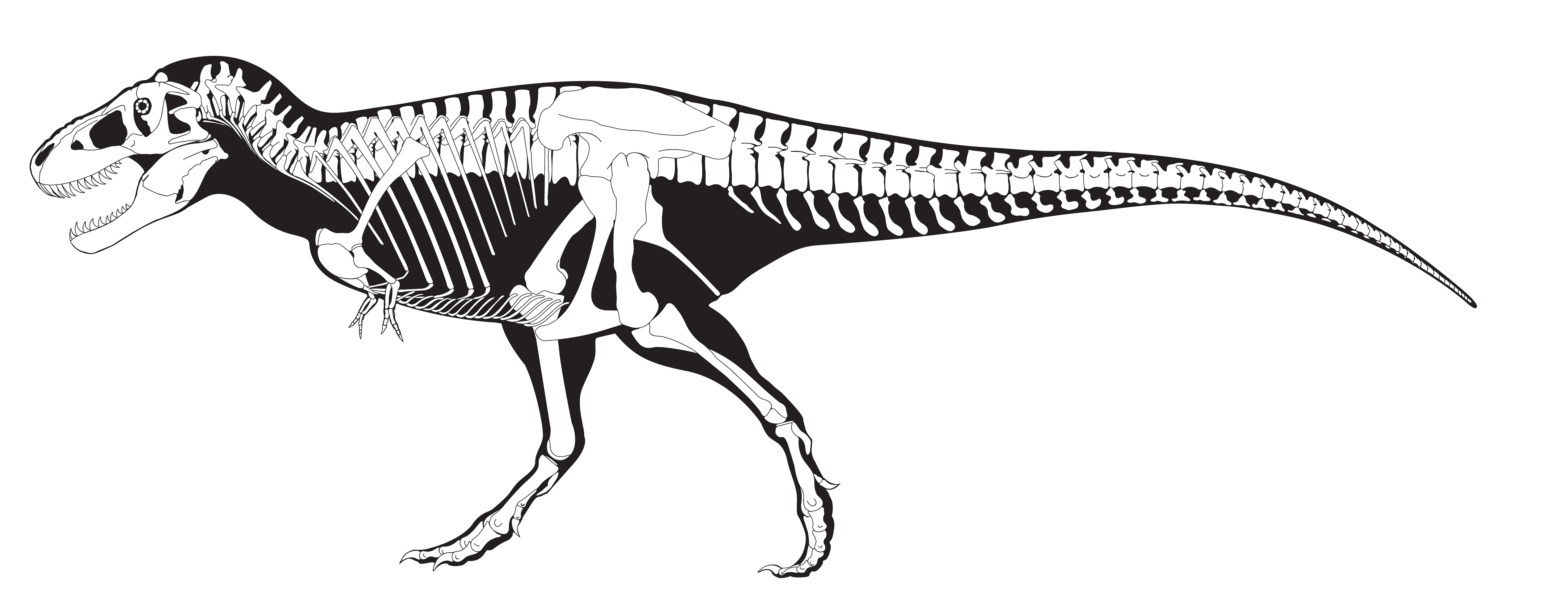 Тираннозавр рекс строение