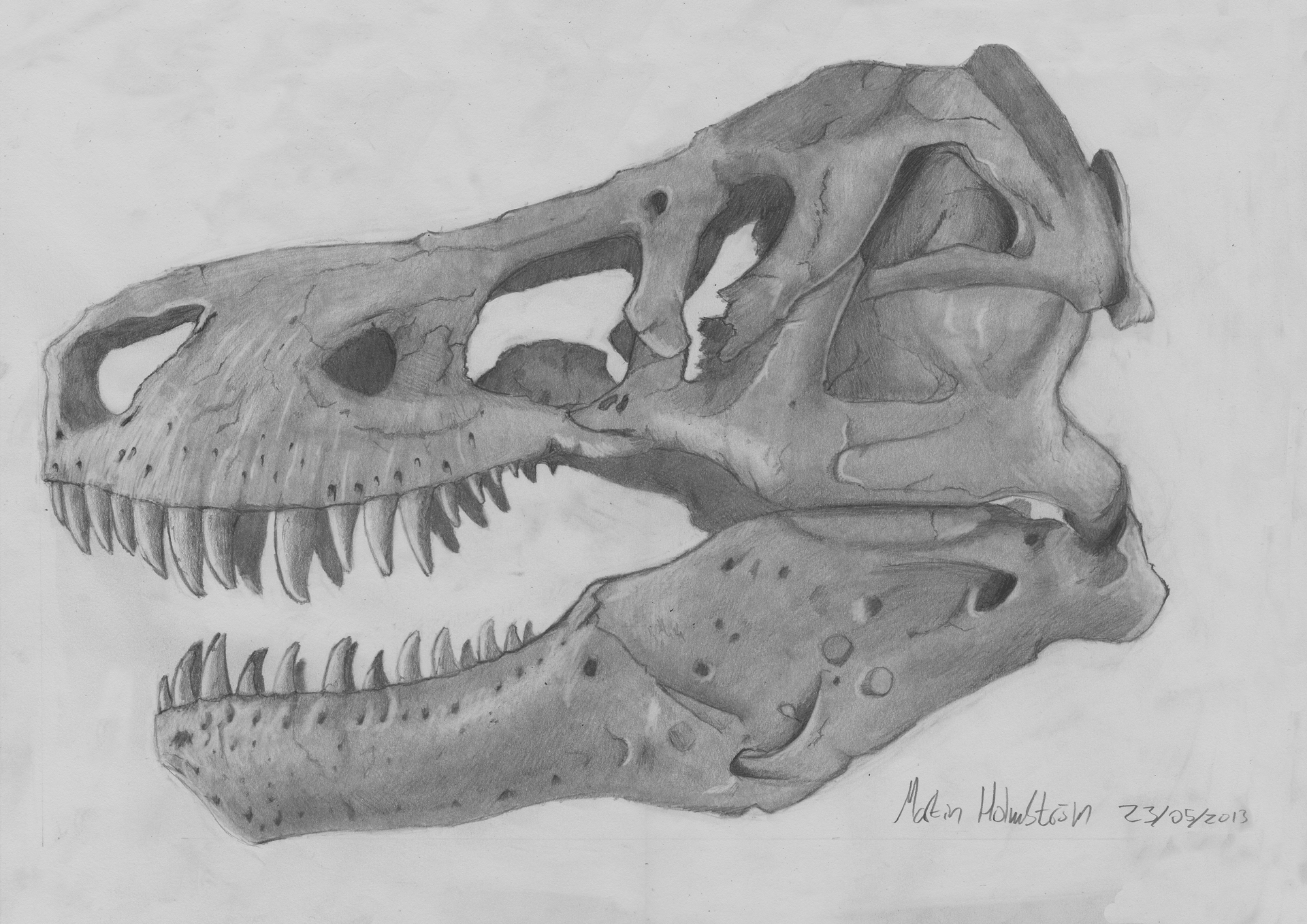 1920x1358 Summative T Rex Skull Cybranm's Blog - T Rex Skull Drawing. 