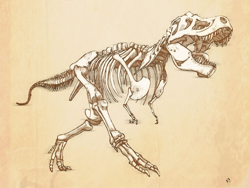 800x600 T Rex Skull Drawing At Com Free For Personal Use On Lovely Grey - T Rex Skull Drawing