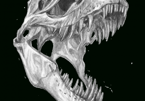 300x210 t rex skull drawing tyrannosaurus rex skull - T Rex Skull Drawing