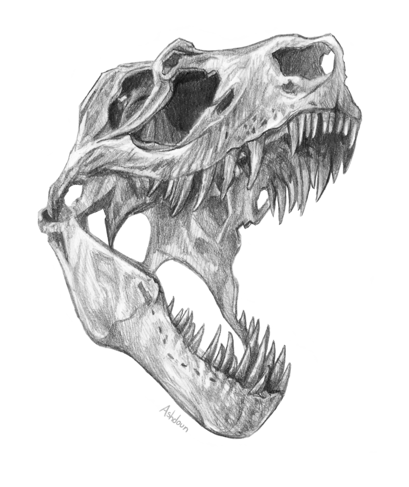 T Rex Skull - T Rex Skull Drawing. 