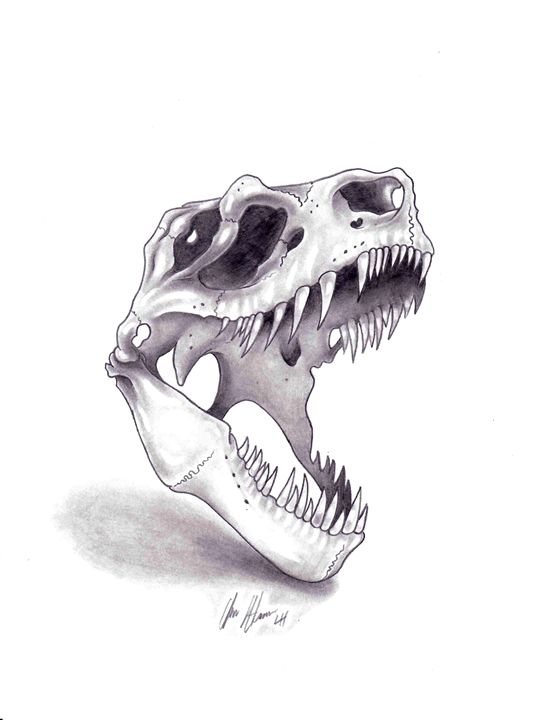 T Rex Skull Drawing at Explore collection of T Rex