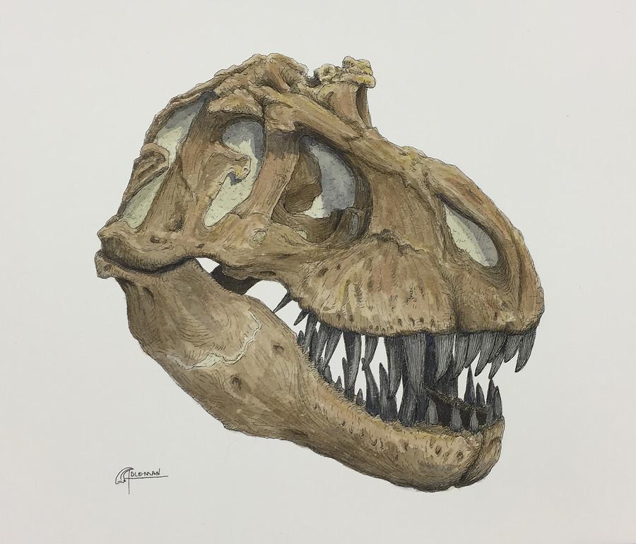 T Rex Skull Drawing At Paintingvalley Com Explore Collection Of T Rex Skull Drawing