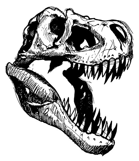 474x550 T Rex Skull Print Posters - T Rex Skull Drawing