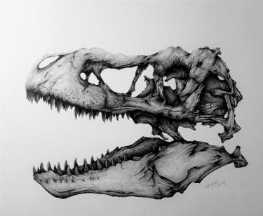 375x308 Trex Skoull Drawing - T Rex Skull Drawing