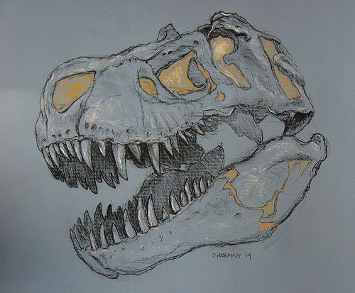 500x413 Tyrannosaurus Rex Skull Study - T Rex Skull Drawing