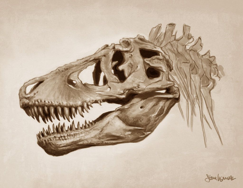 1024x791 Tyrannosaurus Rex - T Rex Skull Drawing