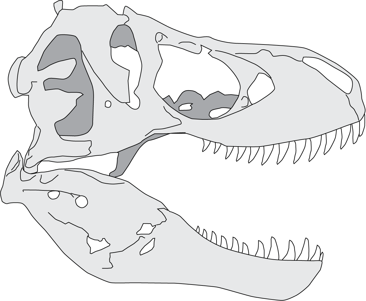 Череп тираннозавра рисунок