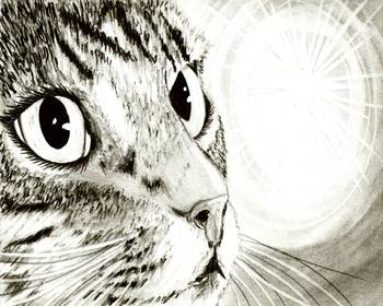 350x280 Fairy Light - Tabby Cat Drawing