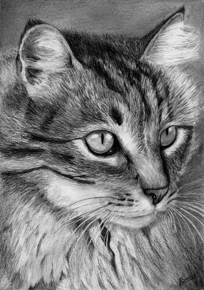 400x569 First Assignment For Animal Anatomy Used This Photograph As - Tabby Cat Drawing
