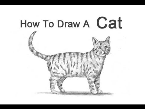 480x360 How To Draw A Cat - Tabby Cat Drawing