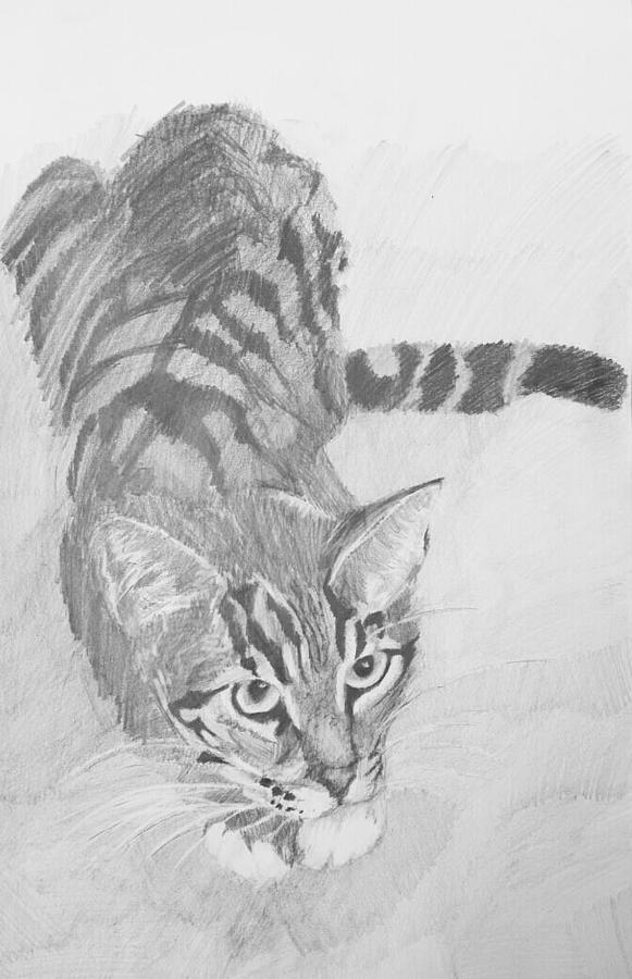 581x900 Portrait Of A Tabby Cat Drawing - Tabby Cat Drawing