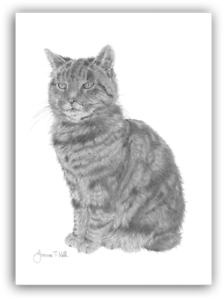 224x300 Tabby Cat' Large Greetings Card - Tabby Cat Drawing