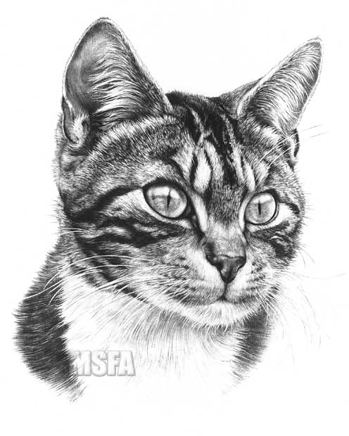 496x620 Tabby Cat Fine Art Print - Tabby Cat Drawing