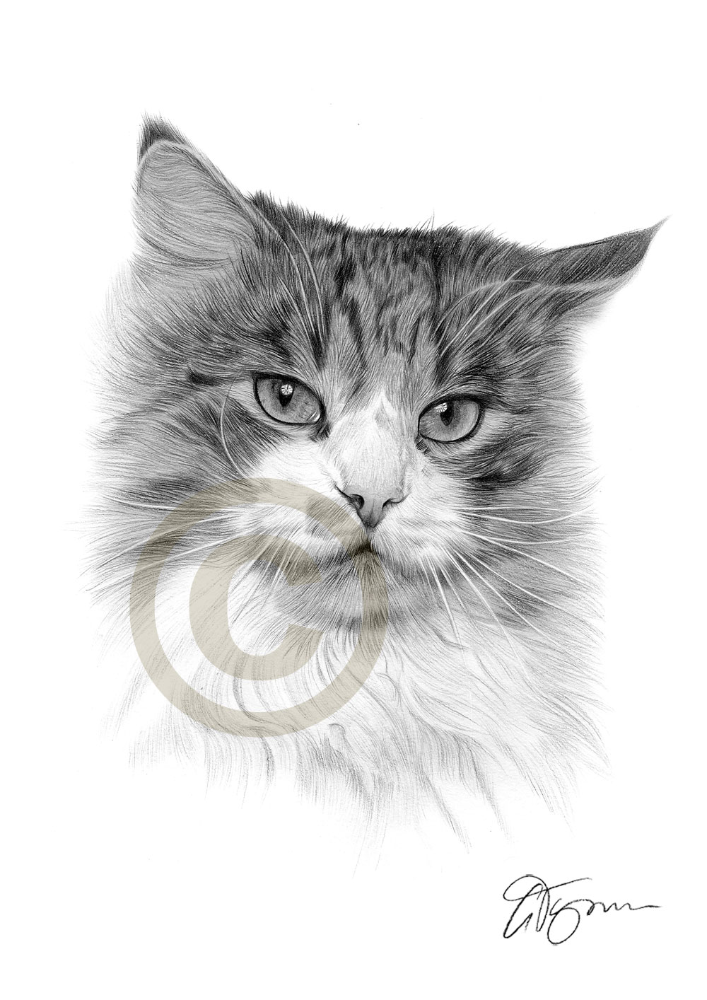 1000x1414 Tabby Cat Pencil Drawing Art Print Sizes Signed - Tabby Cat Drawing