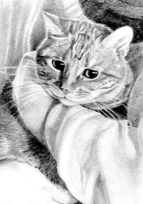 570x815 tabby cat art print tabby pencil drawing cat art print etsy - Tabby Cat Drawing