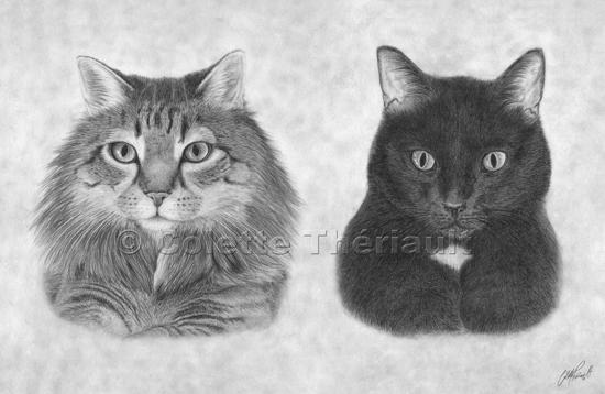 550x358 Tabby Cat Drawing Pet Portraits Painting Custom Graphite Pencil - Tabby Cat Drawing