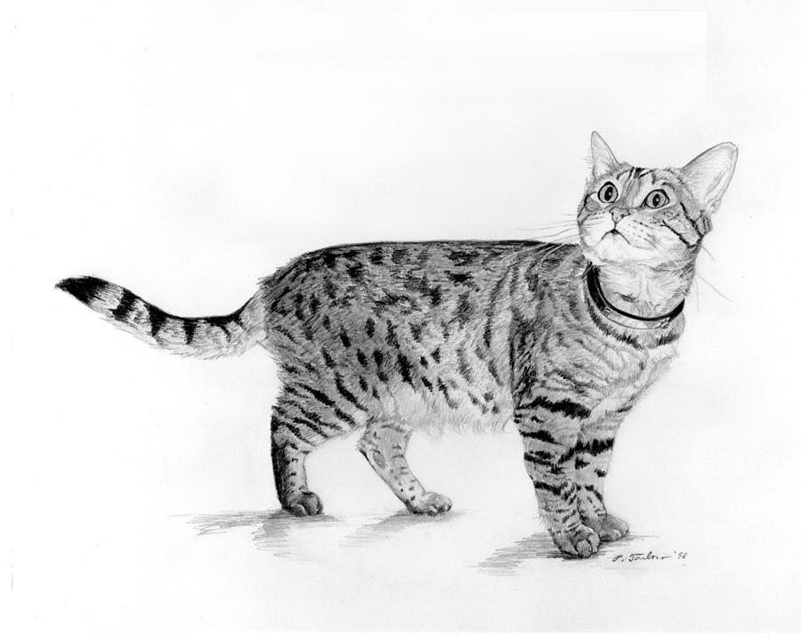 900x720 Tabby Cat Looking Up Drawing - Tabby Cat Drawing